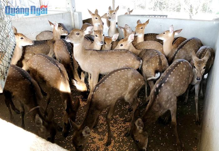 Mô hình liên kết chăn nuôi hươu ở huyện Bình Sơn nhằm nâng cao thu nhập cho người dân nông thôn.