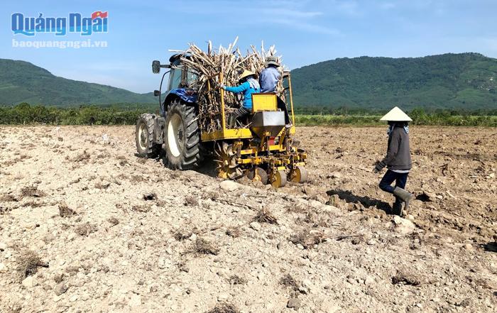  Nhờ DĐĐT, tích tụ đất đai nên người trồng mía ở thôn Phước Hòa, xã Đức Hòa (Mộ Đức) thuận lợi ứng dụng cơ giới hóa vào sản xuất.