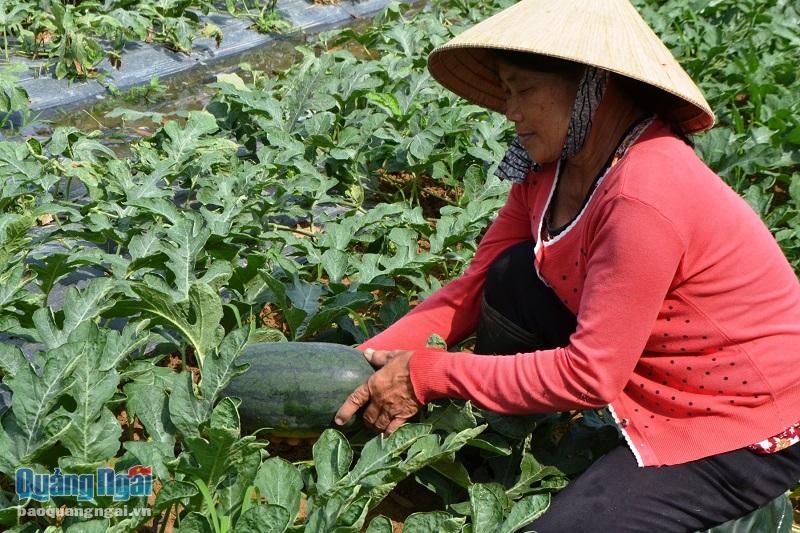 Bà Bùi Thị Hồng ở thôn An Quang, xã Bình Thanh Tây phấn khởi vì dưa năm nay được mùa.