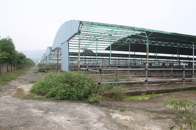 Trang trại chăn nuôi bò của Công ty CP Chăn nuôi Bình Hà tại Hà Tĩnh bị bỏ hoang. Ảnh: Báo Người lao động.