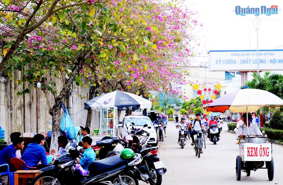 Hoa ban đua nhau nở trên tuyến đường vào Đại học Tài chính - Kế toán (Thị Trấn La Hà , huyện Tư Nghĩa).