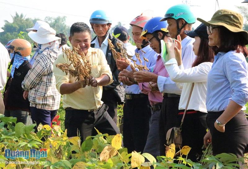 Mô hình sản xuất đậu nành khảo nghiệm tại xã Hành Minh (Nghĩa Hành).