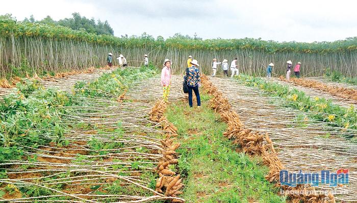 Nếu không có giải pháp ngăn chặn kịp thời, việc phát triển và mở rộng diện tích mì sẽ để lại nhiều hệ lụy.   Ảnh PV