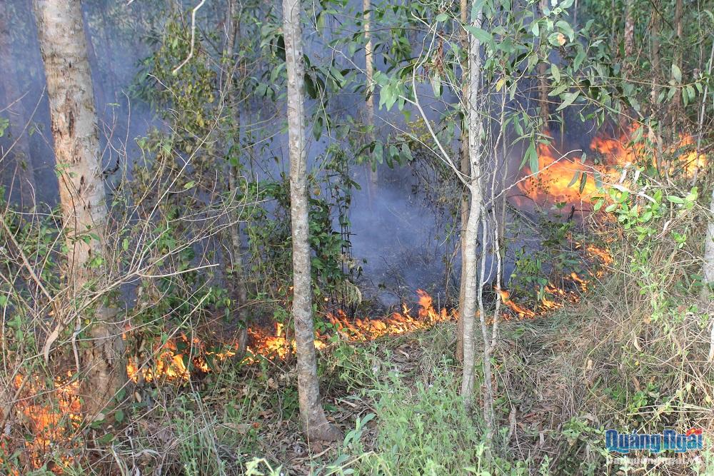 Nhiều vụ cháy rừng xảy ra với nguyên nhân chủ yếu do người dân bất cẩn trong việc đốt thực bì