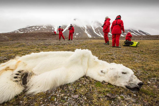 Gấu bắc cực 16 tuổi chết đói ở Svalbard, Na Uy, do băng tan khiến nó không thể săn hải cẩu. Ảnh: Ashley Cooper.