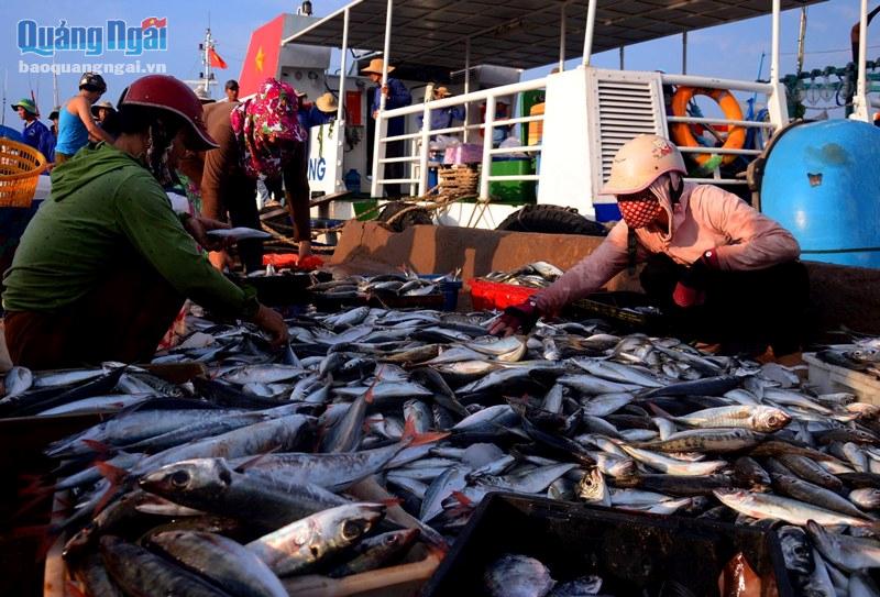 Giá cá nục đỏ dao động từ 40.000-50.000 đồng/kg, thấp đôi chút so với ngày thường, nhưng tất cả đều được thương lái mua hết tại cảng.