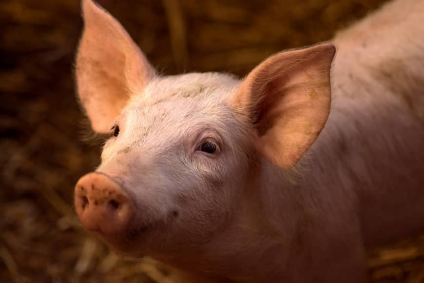 Chuỗi ADN của lợn và người có nhiều điểm tương đồng, mở ra khả năng thí nghiệm điều trị bệnh cho con người.