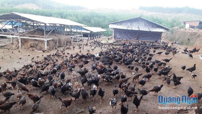 Mô hình chăn nuôi gà đang là thế mạnh của HTX Nông nghiệp Hòa Phú Thịnh.