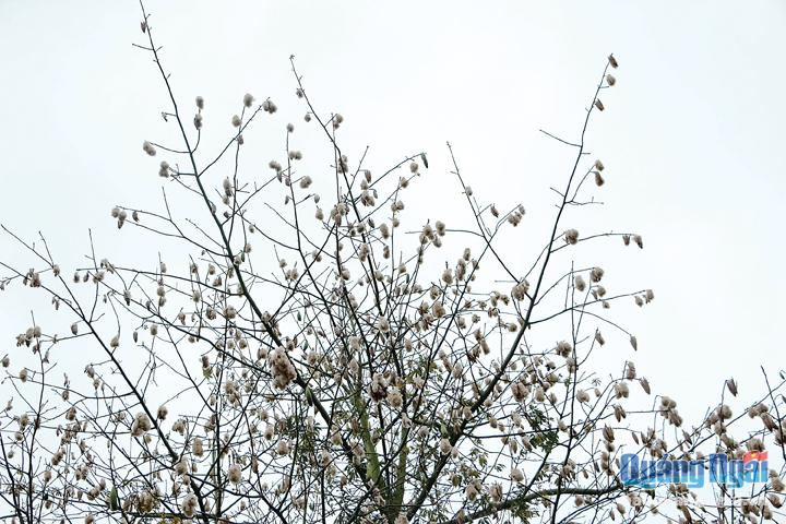  Trong tiết trời giao thoa giữa xuân – hạ, những cây bông gòn nở rộ, trắng xóa cả vùng trời.