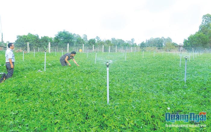 Mô hình trồng đậu phụng ở xã Phổ An (Đức Phổ) cho thu nhập 140 triệu đồng/ha.
