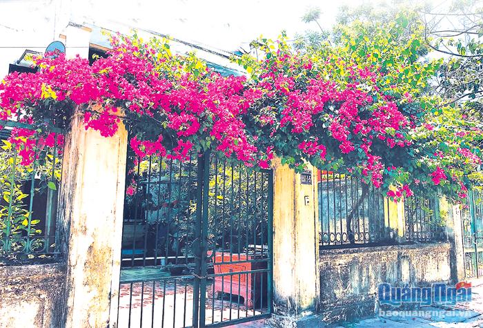 Hoa giấy đa dạng màu sắc, nhưng nổi bật là sắc hồng thắm. Loại hoa này thích hợp để trang trí sân vườn, cổng ngõ, đường phố...