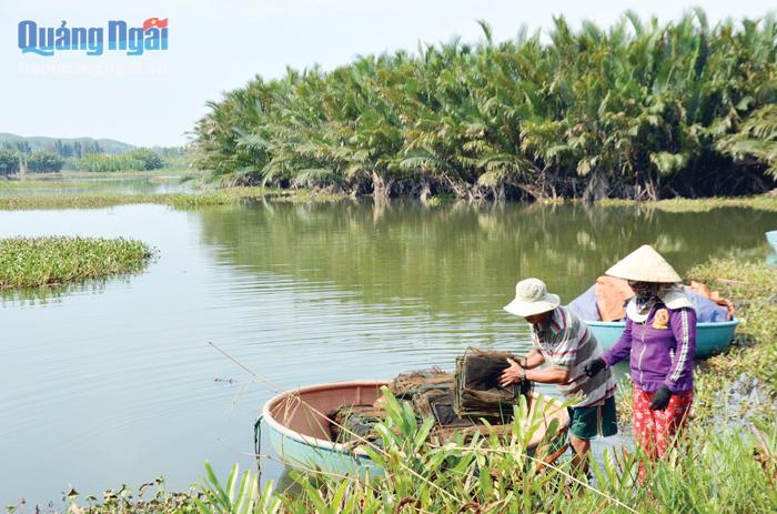 Người dân tìm kế sinh nhai quanh rừng ngập mặn ở xã Bình Phước (Bình Sơn).