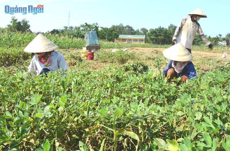 Cây đậu phộng đã bén duyên với nông dân xã miền núi Sơn Cao.