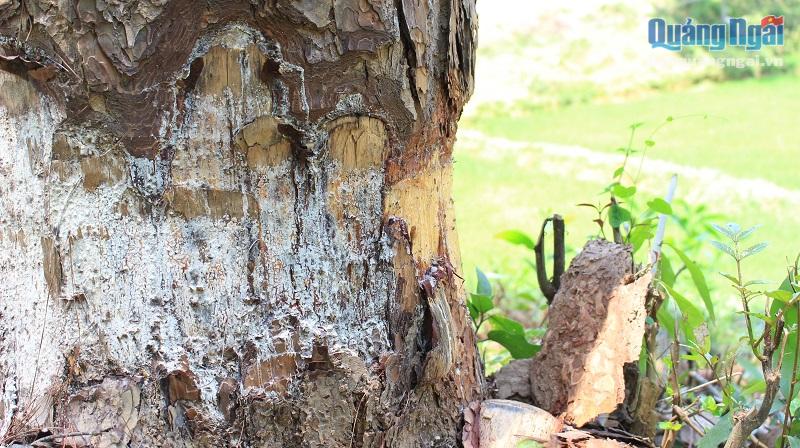 Dấu vết vạt cây để làm chết dần cây thông còn rất mới.