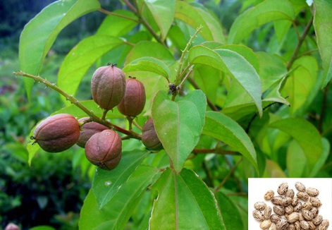  Ba đậu (hạt chín già khô của cây ba đậu) là vị thuốc trị táo bón, thủy thũng, viêm niêm mạc dạ dày, đau bụng…