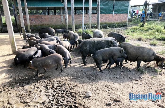  Người dân miền núi trong tỉnh còn tập quán chăn nuôi thả rông, nên tiềm ẩn nguy cơ lây lan dịch ASF từ huyện Nam Trà My (Quảng Nam).