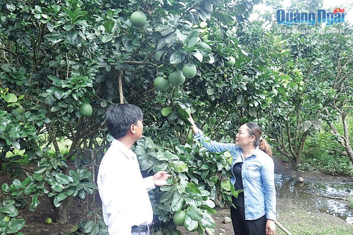 Nhờ Ủy ban MTTQ Việt Nam huyện vận động, nhiều người dân ở xã Sơn Bua (Sơn Tây) trồng bưởi da xanh để phát triển kinh tế gia đình.