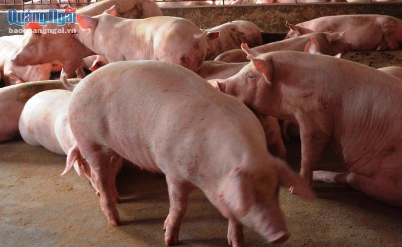 Đã xuất hiện 3 ổ dịch tả lợn Châu Phi tại Quảng Ngãi.