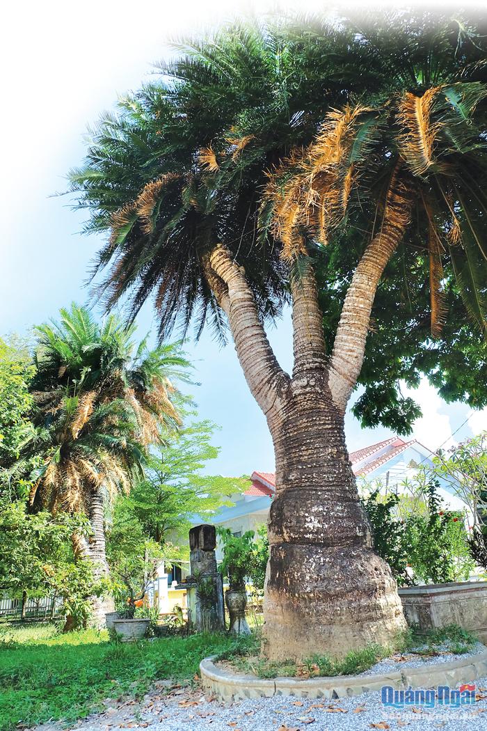 Hai cây thiên tuế cao lớn ước chừng trên dưới 150 năm tuổi trong khuôn viên Vườn Thích Lý.    