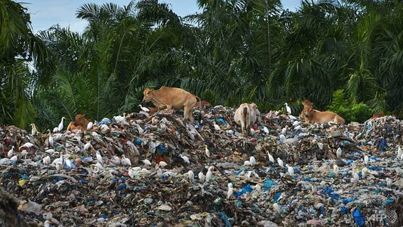 Bãi rác ở tỉnh Aceh của Indonesia trở thành nơi kiếm ăn của bò - Ảnh: AFP