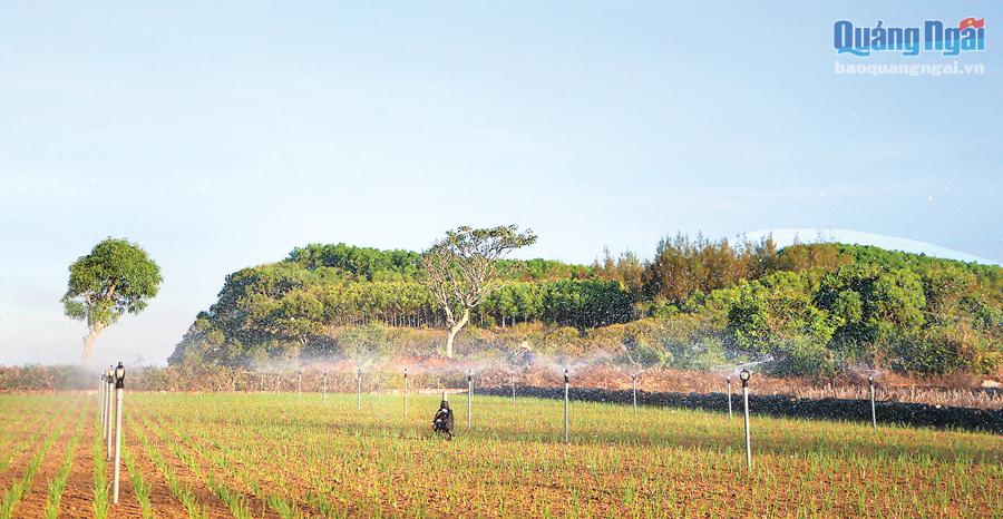  Những ruộng hành nằm cạnh Gành Yến càng làm cho bức tranh thiên nhiên thêm phần sinh động.