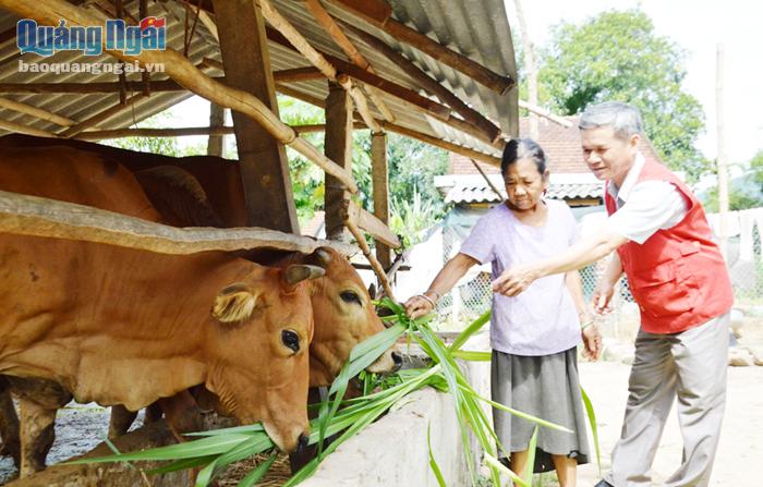 Nhờ được hỗ trợ bò giống, bà Đinh Thị Heng ở xã Thanh An (Minh Long) đã có điều kiện để thoát nghèo.