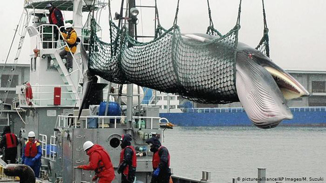      Nhật Bản sẽ rút khỏi Ủy ban Đánh bắt Cá voi quốc tế (IWC)     Nhật Bản yêu cầu dỡ bỏ lệnh cấm săn bắt cá voi vì mục đích thương mại     Thịt cá voi - Món ăn gây tranh cãi ở Nhật Bản