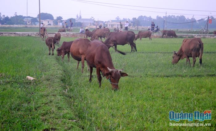 Gia súc ăn cỏ như trâu, bò... được xem là đối tượng có nhiều tiềm năng phát triển trong giai đoạn hiện nay.