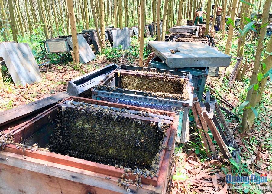 1.	Hơn 300 thùng ong của ông Lâm Tới (quê ở tỉnh Lâm Đồng) được đặt dưới tán rừng keo hẻo lánh ở xã Trà Tân, huyện Trà Bồng. Ong là loài ưa thời tiết khô nên chỉ ở được vài tháng, trước khi vùng núi Quảng Ngãi vào mùa mưa lạnh, thì ông Tới lại phải chuyển đi nơi khác