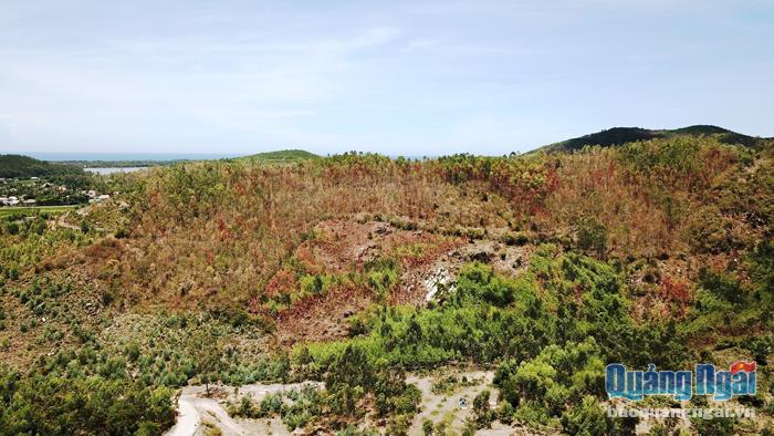  Nhiều diện tích rừng sản xuất  ở  huyện Đức Phổ chết khô vì nắng nóng kéo dài.