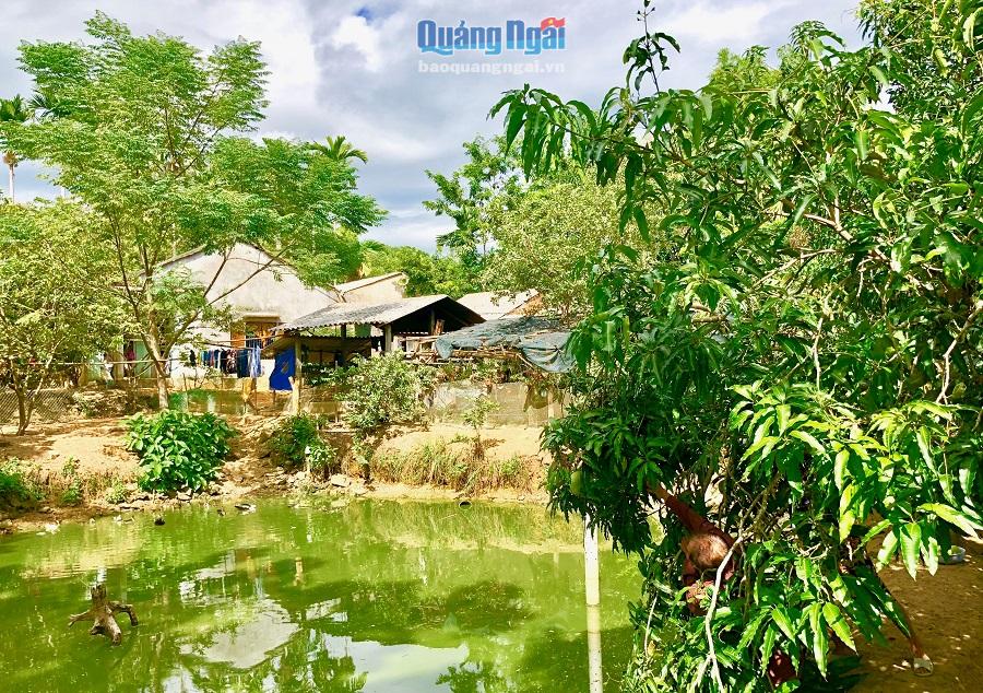 Mảnh vườn xanh um, độc nhất vô nhị của gia đình lão nông Hồ Đức ở thôn Gò, xã Trà Bùi