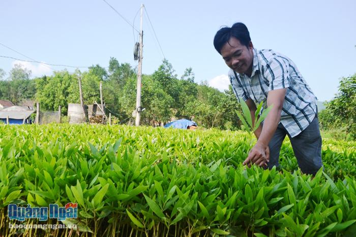  Anh Phạm Thanh Châu, ở xã Ba Động (Ba Tơ), ổn định cuộc sống nhờ “Vườn ươm tiếp sức hoàn lương”.