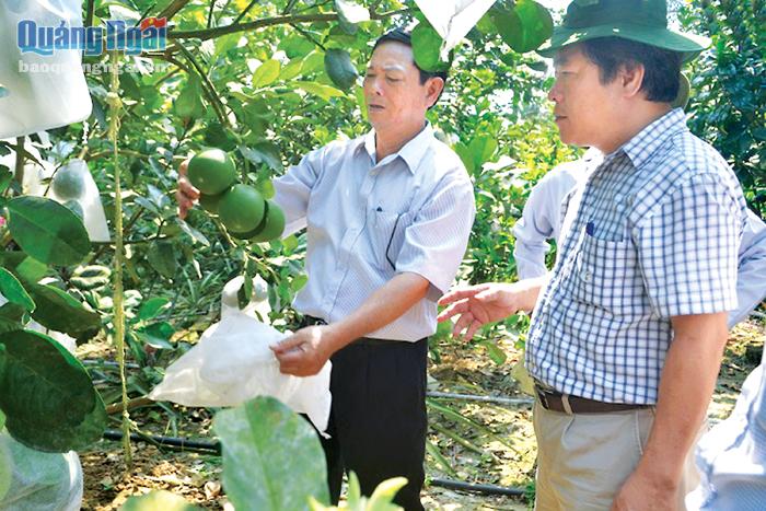  Phó Chủ tịch UBND tỉnh Võ Phiên tham quan vườn cây ăn quả cho hiệu quả kinh tế cao của người dân Nghĩa Hành.