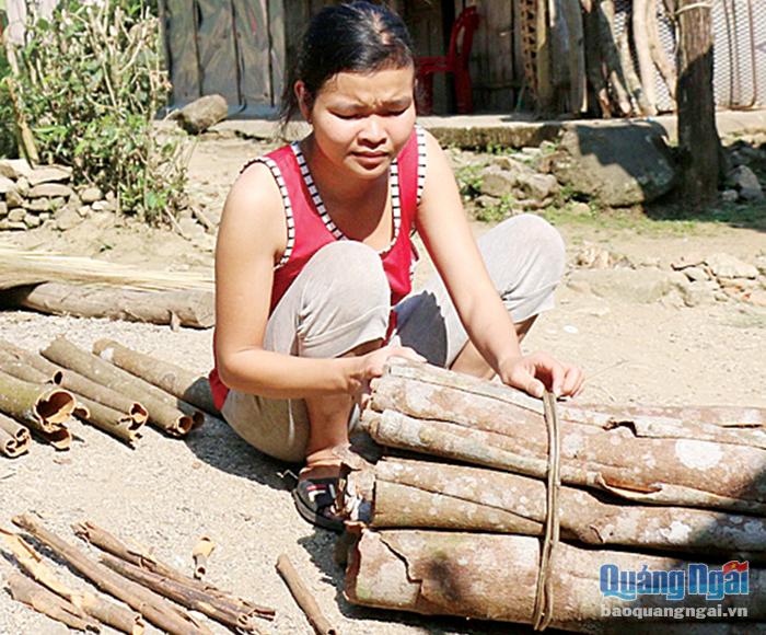  Từ trồng quế nhiều hộ dân ở xã Trà Thọ (Tây Trà) đã vươn lên thoát nghèo.