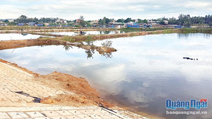  Dự án xây dựng hệ thống đê bao ứng phó biến đổi khí hậu tại xã Tịnh Kỳ (TP.Quảng Ngãi) đang xin cắt giảm hạng mục 8,5ha cây chắn sóng, vì vướng hồ nuôi tôm của người dân.