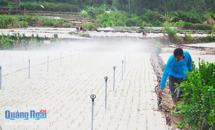  Hầu hết các hoạt động sản xuất nông nghiệp của người dân trên đảo Lý Sơn đều sử dụng từ nguồn nước ngầm.