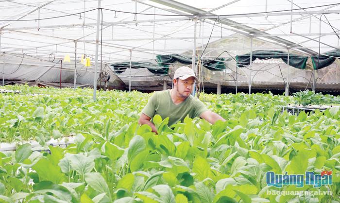 Sản xuất rau thủy canh tại HTX Nông nghiệp rau sạch Mầm Việt Nghĩa Hòa (Tư Nghĩa).                        Ảnh: Hồng Hoa