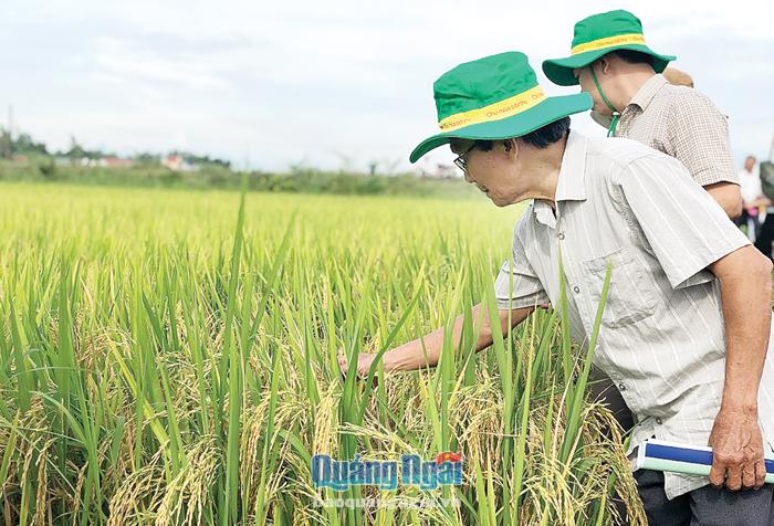  Được xác định là đối tượng cần được ứng dụng công nghệ, nhưng vì chậm dồn điền đổi thửa, nên việc sản xuất lúa chủ yếu vẫn dựa vào kinh nghiệm.