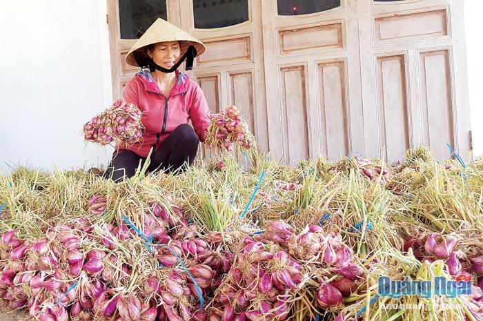Mô hình trồng hành tím mang lại thu nhập ổn định cho người dân xã Bình Hải (Bình Sơn).    