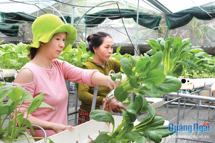  Sản xuất rau thủy canh tại HTX Nông nghiệp rau sạch Mầm Việt.