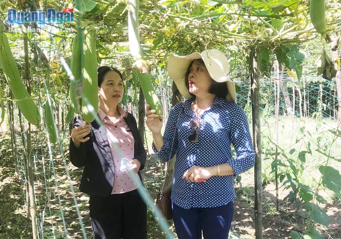 Nhiều mô hình phát triển kinh tế gia đình của phụ nữ huyện Ba Tơ cho hiệu quả cao.