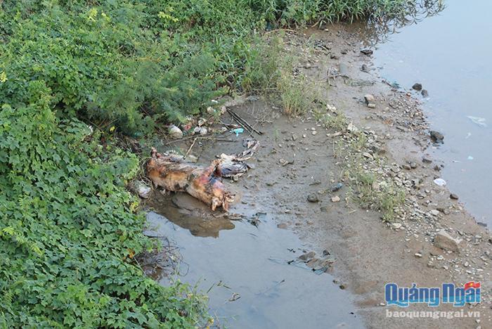 Xác heo chết bị vứt xuống sông Trà Khúc đang trong quá trình phân hủy