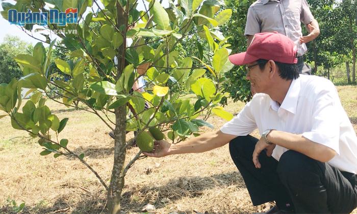 Cây mít Thái nằm trong chuỗi liên kết sản xuất, chế biến và tiêu thụ sản phẩm ở xã Sơn Cao (Sơn Hà) đang phát triển tốt.