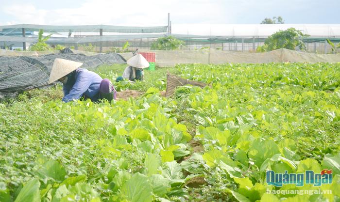  Sản xuất nông nghiệp công nghệ cao, nông nghiệp sạch tại Công ty TNHH Nông nghiệp công nghệ cao Qnasafe, xã Nghĩa Hiệp (Tư Nghĩa).