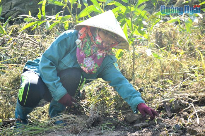  Chị Hồ Thị Lệ, thôn Trung xã Trà Sơn (Trà Bồng) đang chăm sóc keo vừa được trồng 