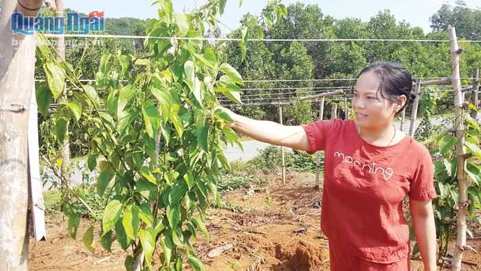  Giám đốc HTX Nông nghiệp dịch vụ Ba Tiêu Huỳnh Thị Hòa bên mô hình cây Sachi đã bắt đầu cho quả.  