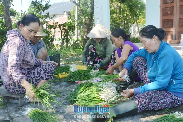 Người dân thôn Lâm Thượng, xã Đức Phong (Mộ Đức) thu hoạch nén.    