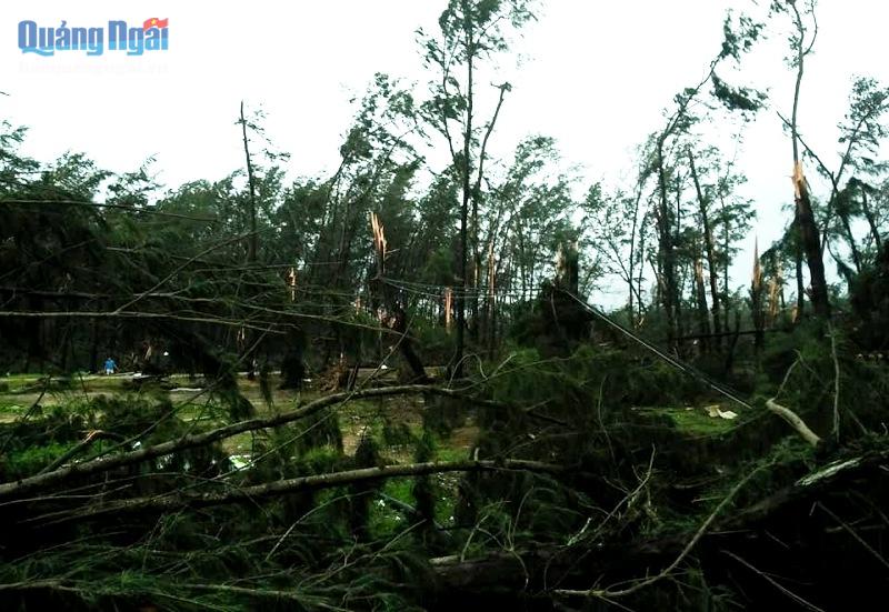 Rừng dương phòng hộ ven biển xã Đức Minh bị ngã đổ do ảnh hưởng bão số 5