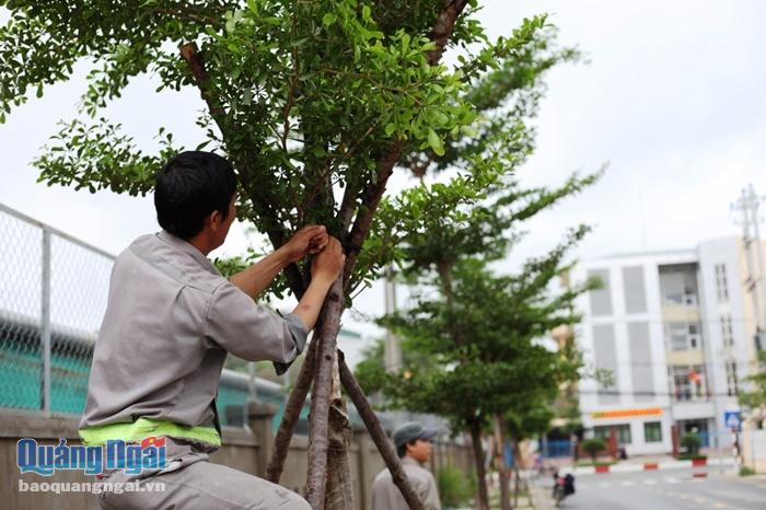 Song song với việc khắc phục cây ngã đổ thì các cây bị ngã đổ thì công chằng chống cho cây xanh, nhất là các loại cây mới trồng vài năm với đường kính từ 15 đến 50 cm cũng được chú trọng, bởi theo dự báo thì mưa lớn, kèm theo gió giật mạnh vẫn còn tiếp tục kéo dài.