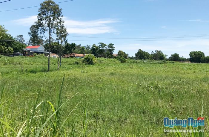 Cánh đồng lúa ở thôn Lâm Lộc Nam xã Tịnh Hà (Sơn Tịnh) giờ trở thành đồng cỏ dại um tùm.